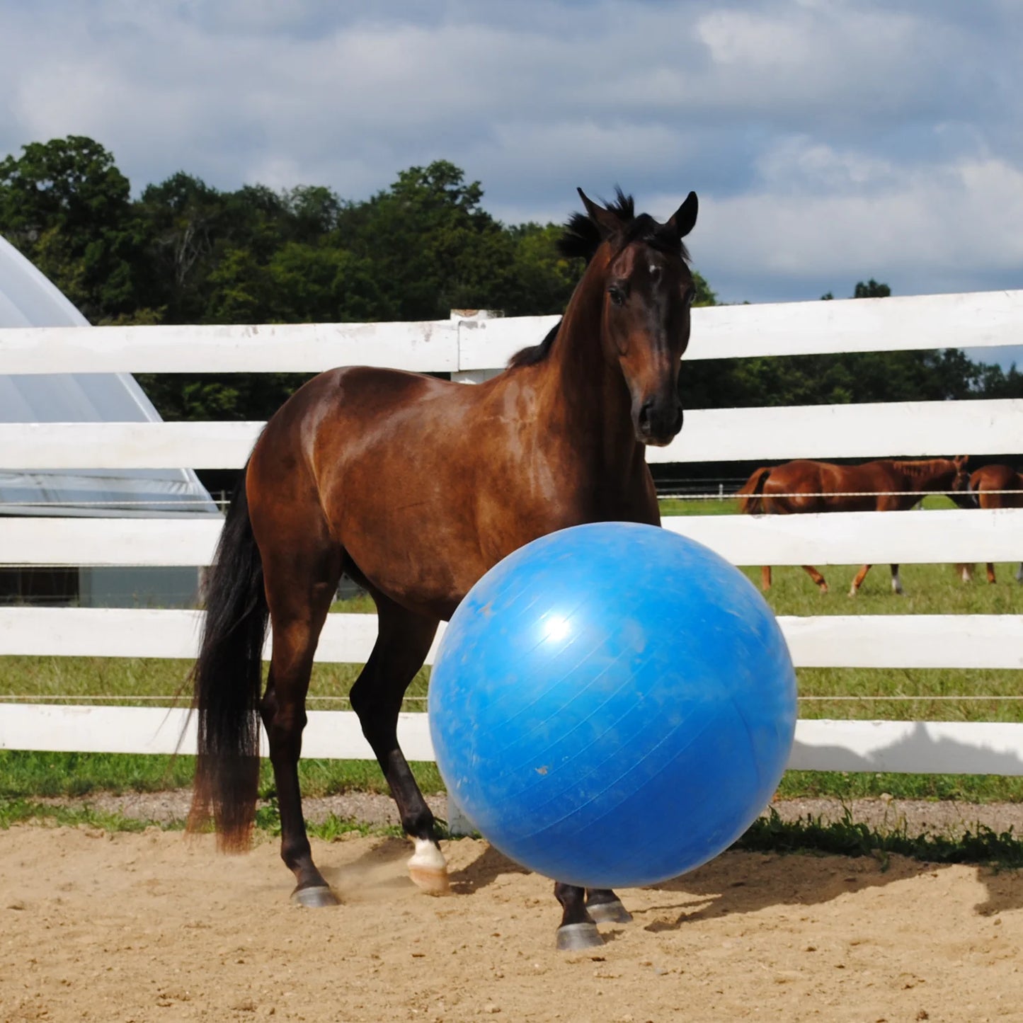 Pelota de juguete para Caballo 30"