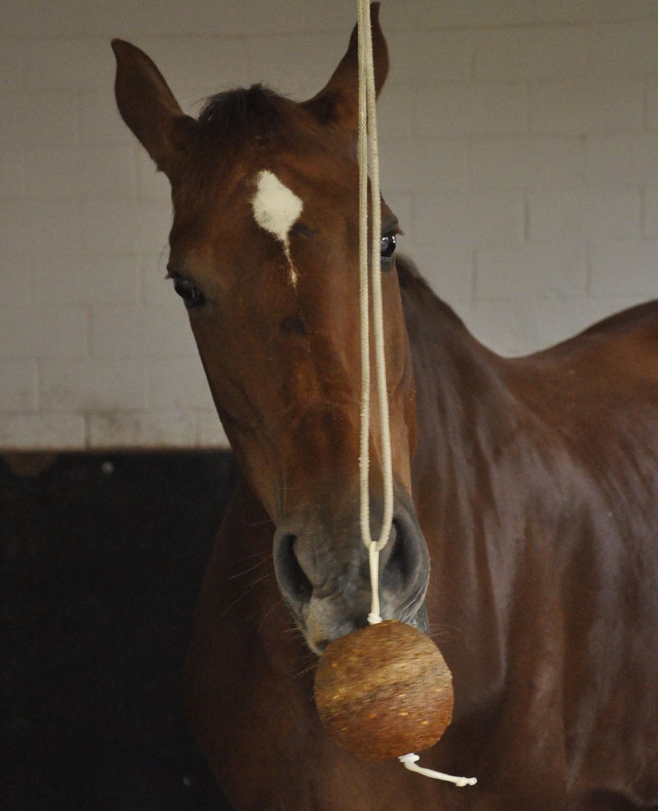 Pelota de Semillas para Caballeriza