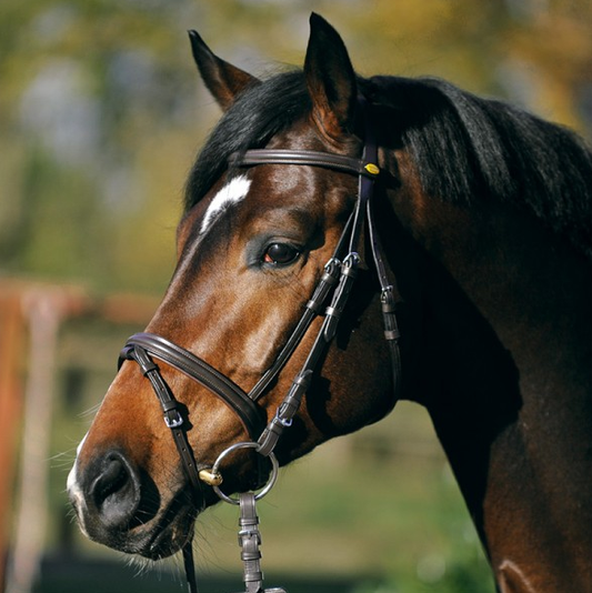 Kavalkade Bridle w/Noseband